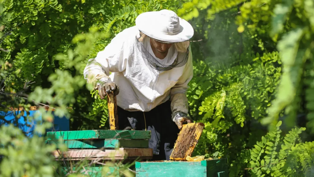 Natural Beekeeping