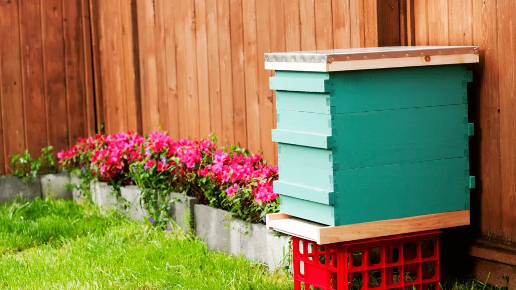 Backyard Beekeeping