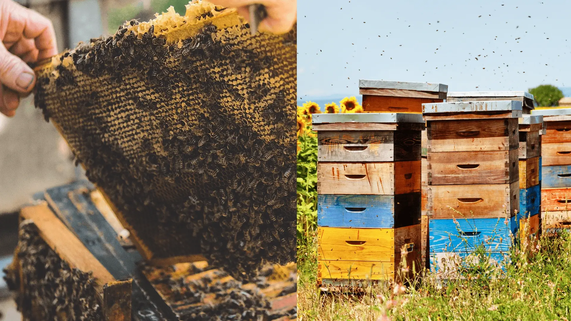 Beehive Selection for Novice Beekeepers