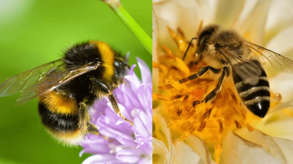 Common Types of Bees