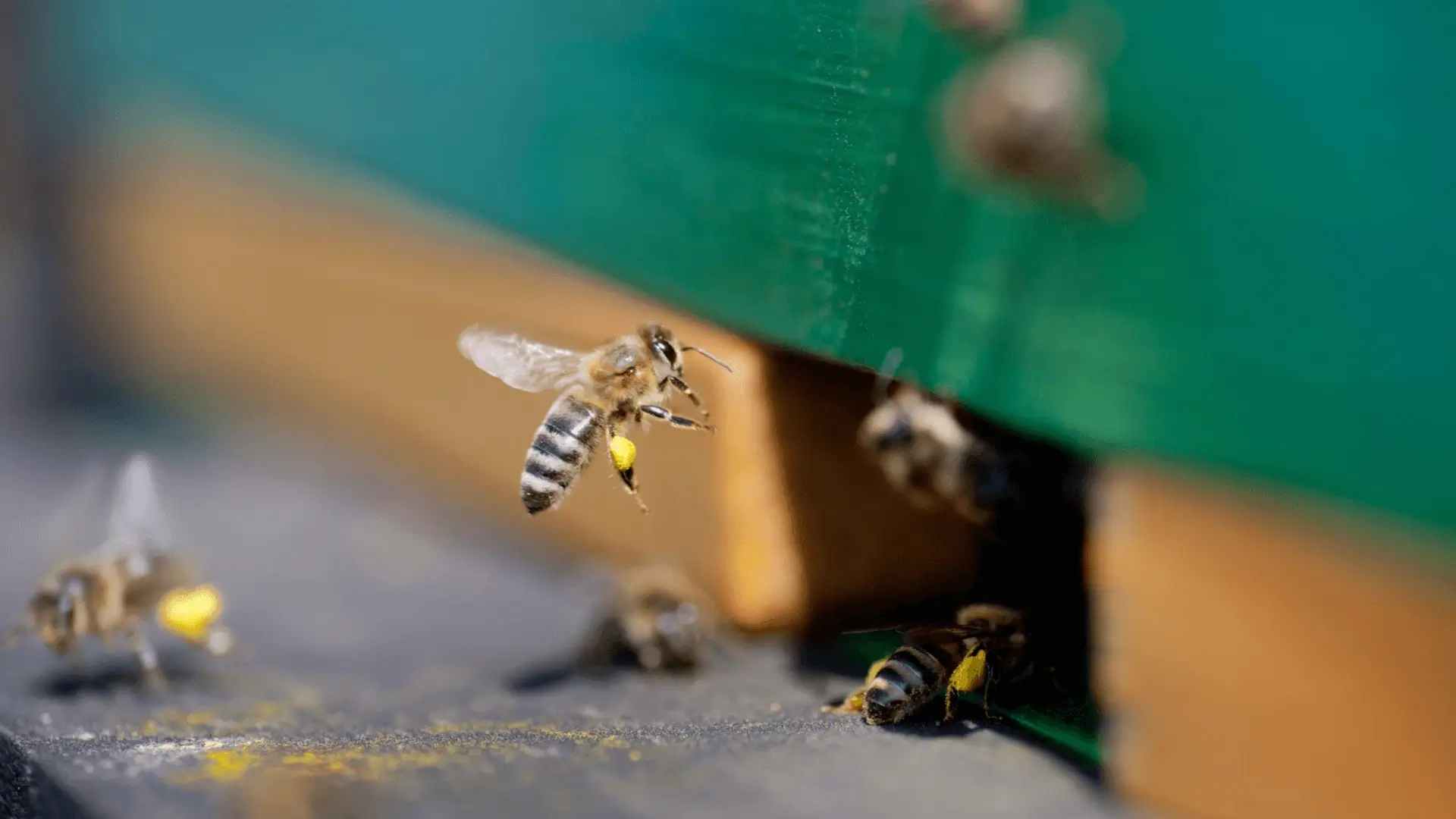 Indoor Beekeeping