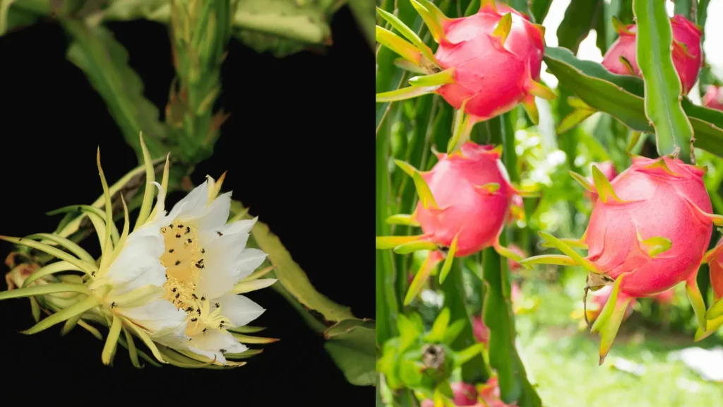 Mastering Dragon Fruit Pollination: Tips and Techniques for Successful Harvest