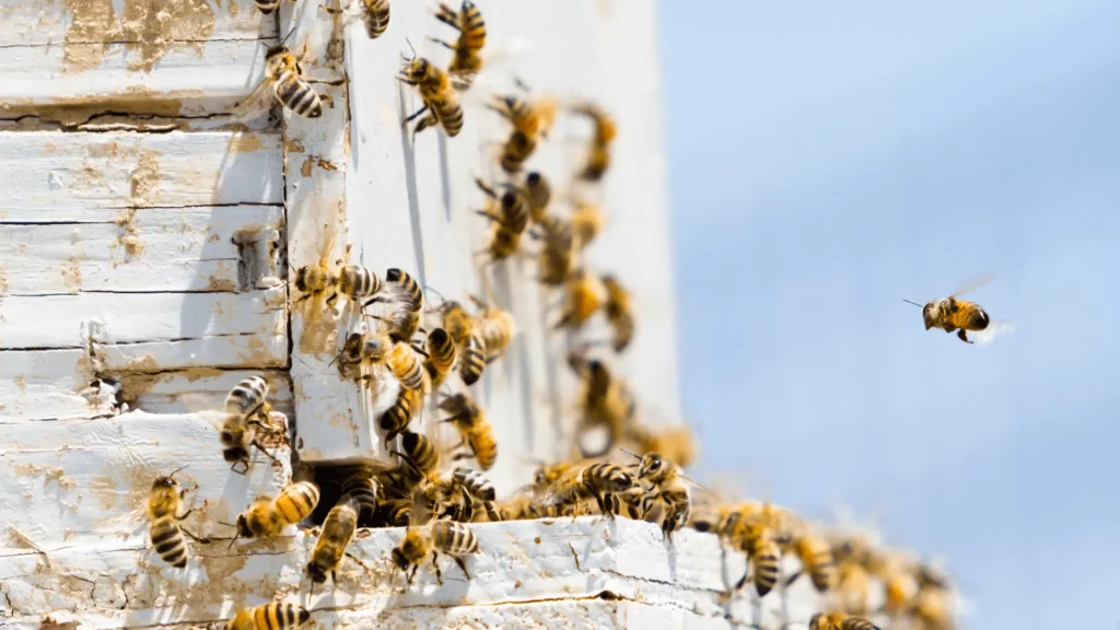 Medieval Beekeeping