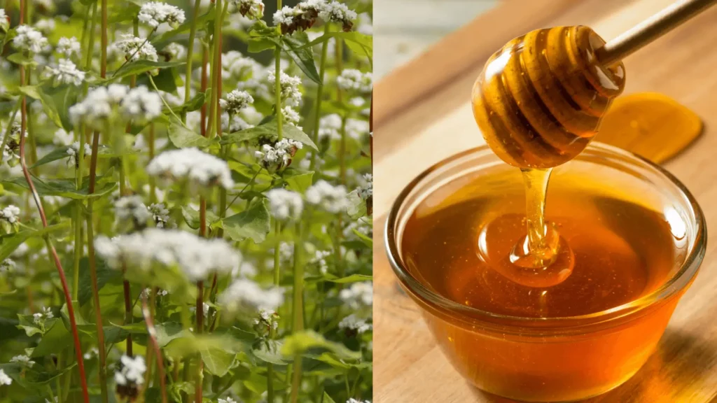 Raw Buckwheat Honey