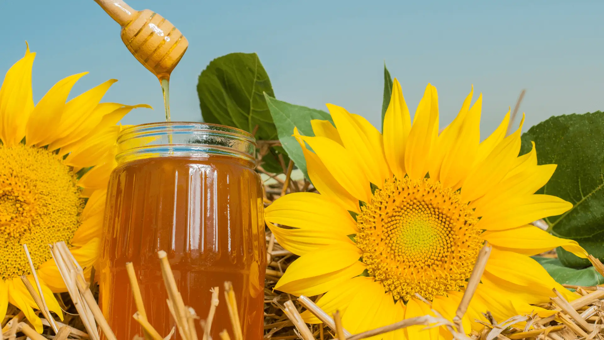 Sunflower Honey