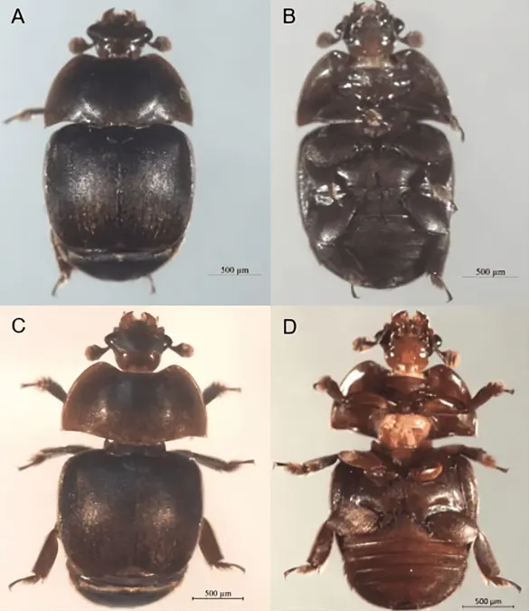 (A,B) Dorsal and ventral views of a female SHB; (C,D) Dorsal and ventral views of a male SHB