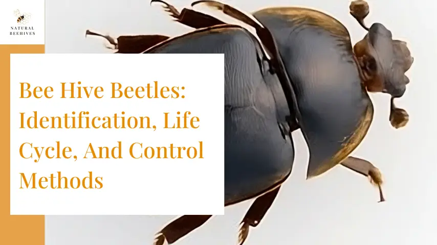 Bee Hive Beetles: Identification, Life Cycle, And Control Methods