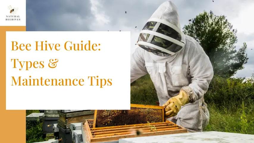 Bee Hive Guide: Types & Maintenance Tips