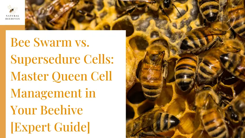 Bee Swarm vs. Supersedure Cells: Master Queen Cell Management in Your Beehive [Expert Guide]