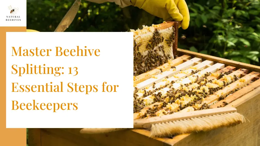 Master Beehive Splitting: 13 Essential Steps for Beekeepers