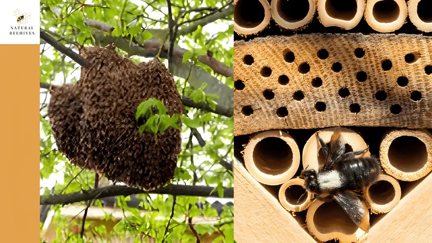 to the left, there is an aerial bee nest and to the right, there is a wood bee nest